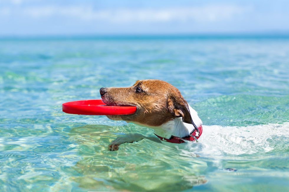 Paws and Whiskers in Paradise: The Great Life of Dogs and Cats in Costa Blanca, Spain