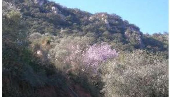 Plot in Comares, for sale