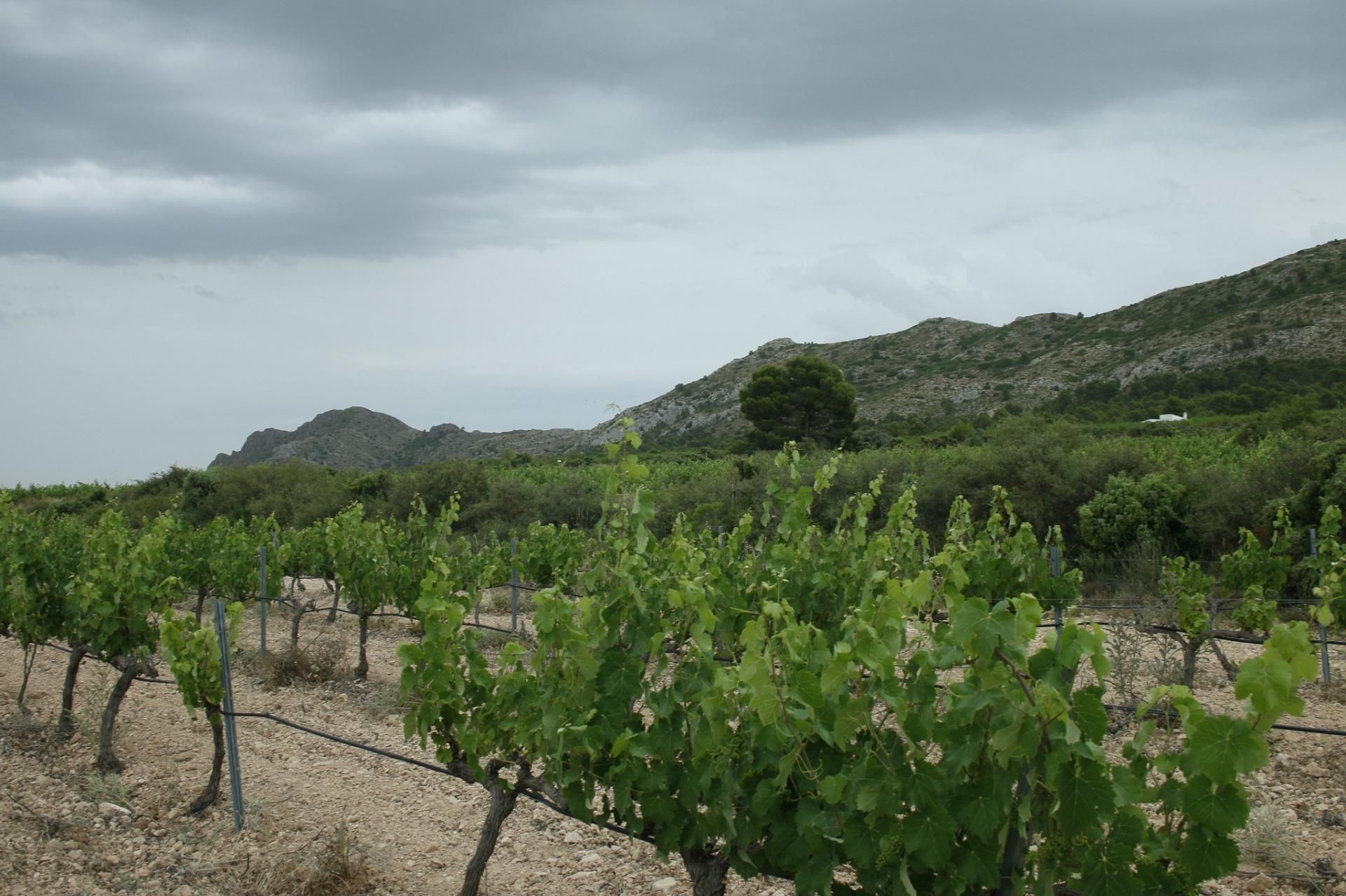 Villa - Yecla, Murcia