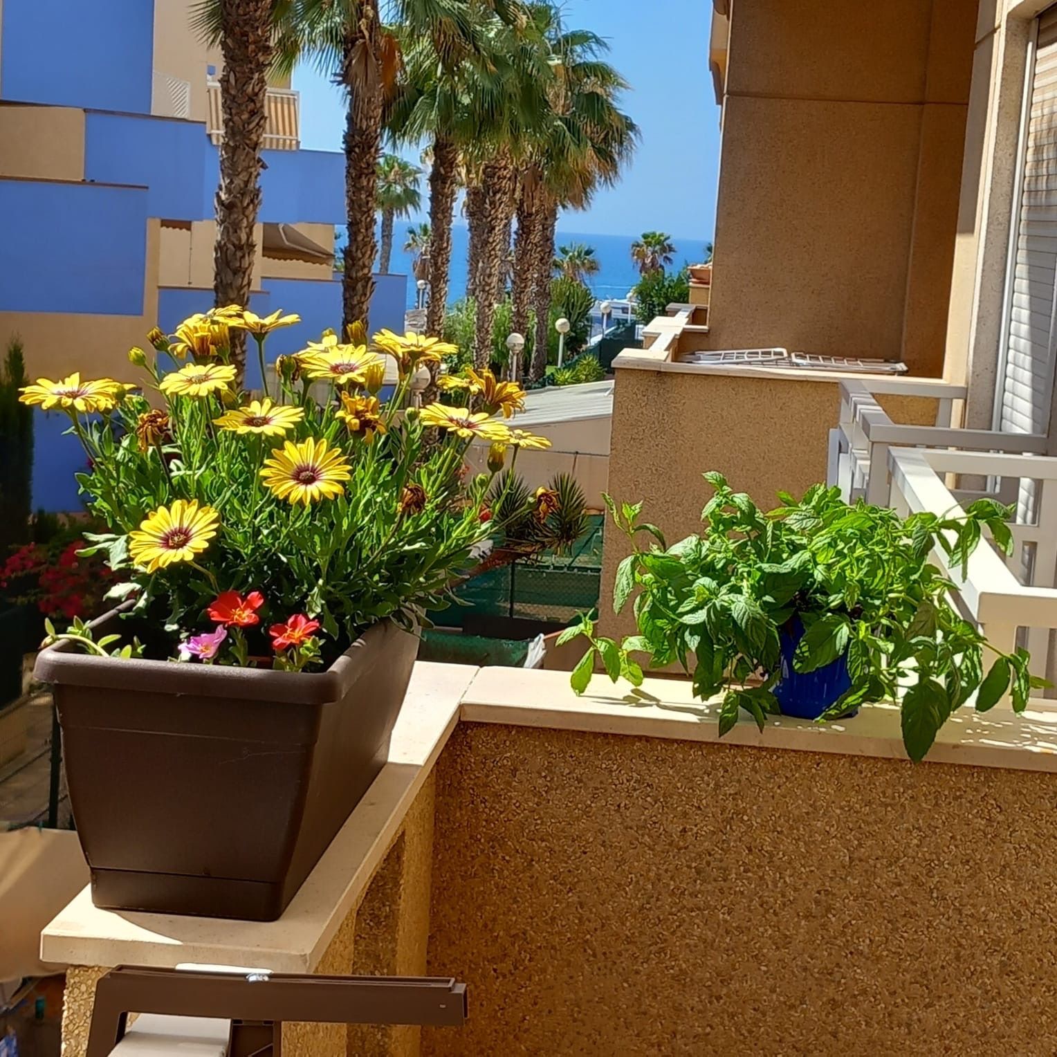 Apartment in Cabo Roig, miete