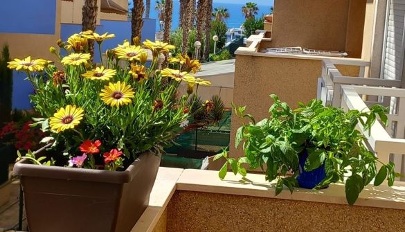 Apartment in Cabo Roig, miete