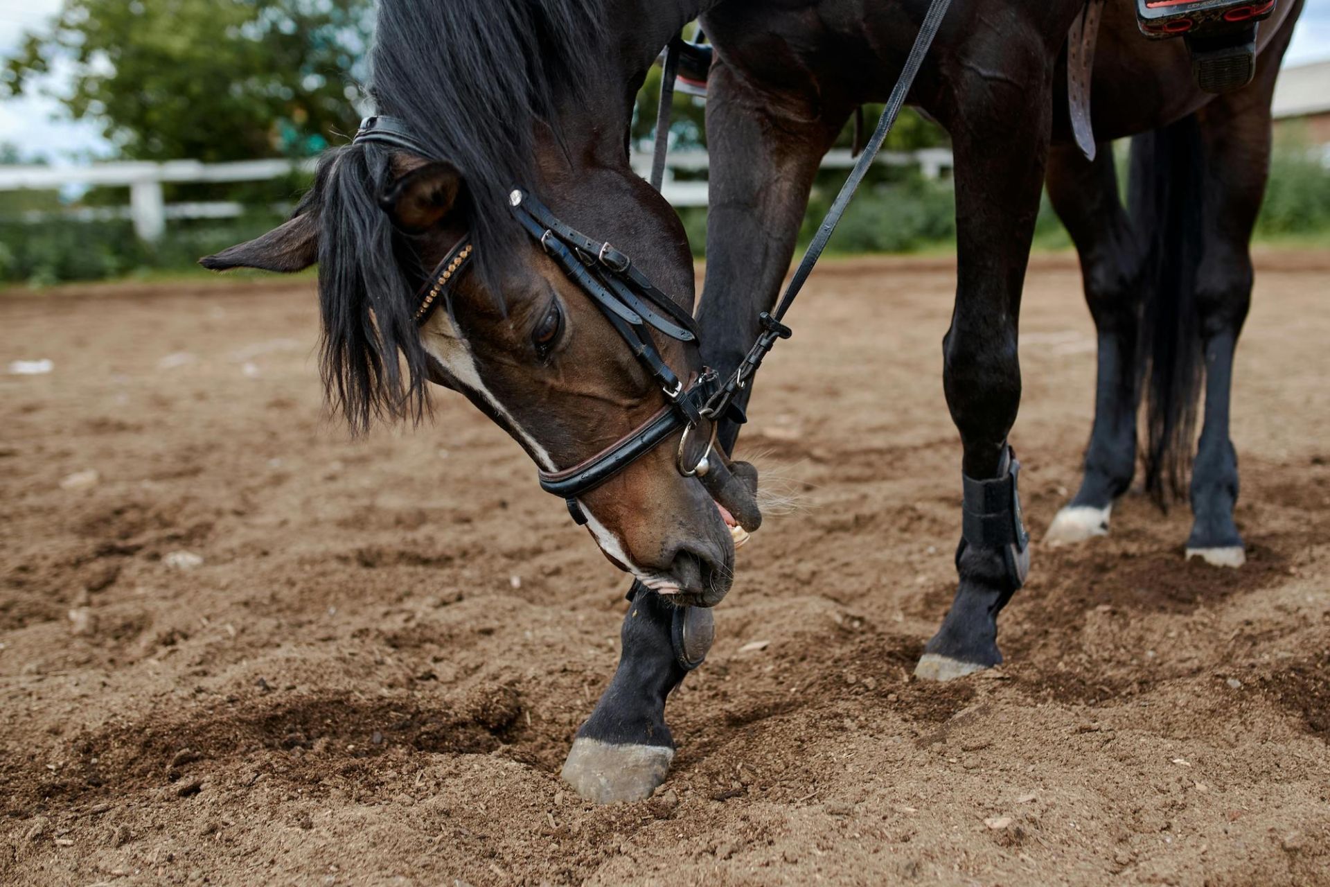 caballlo_2.jpg