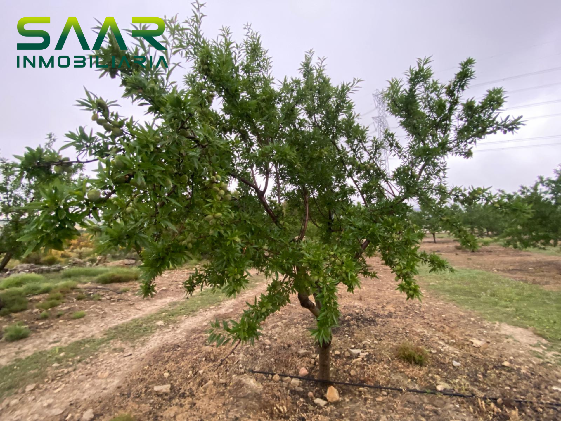 Finca rústica en Guadahortuna, venta
