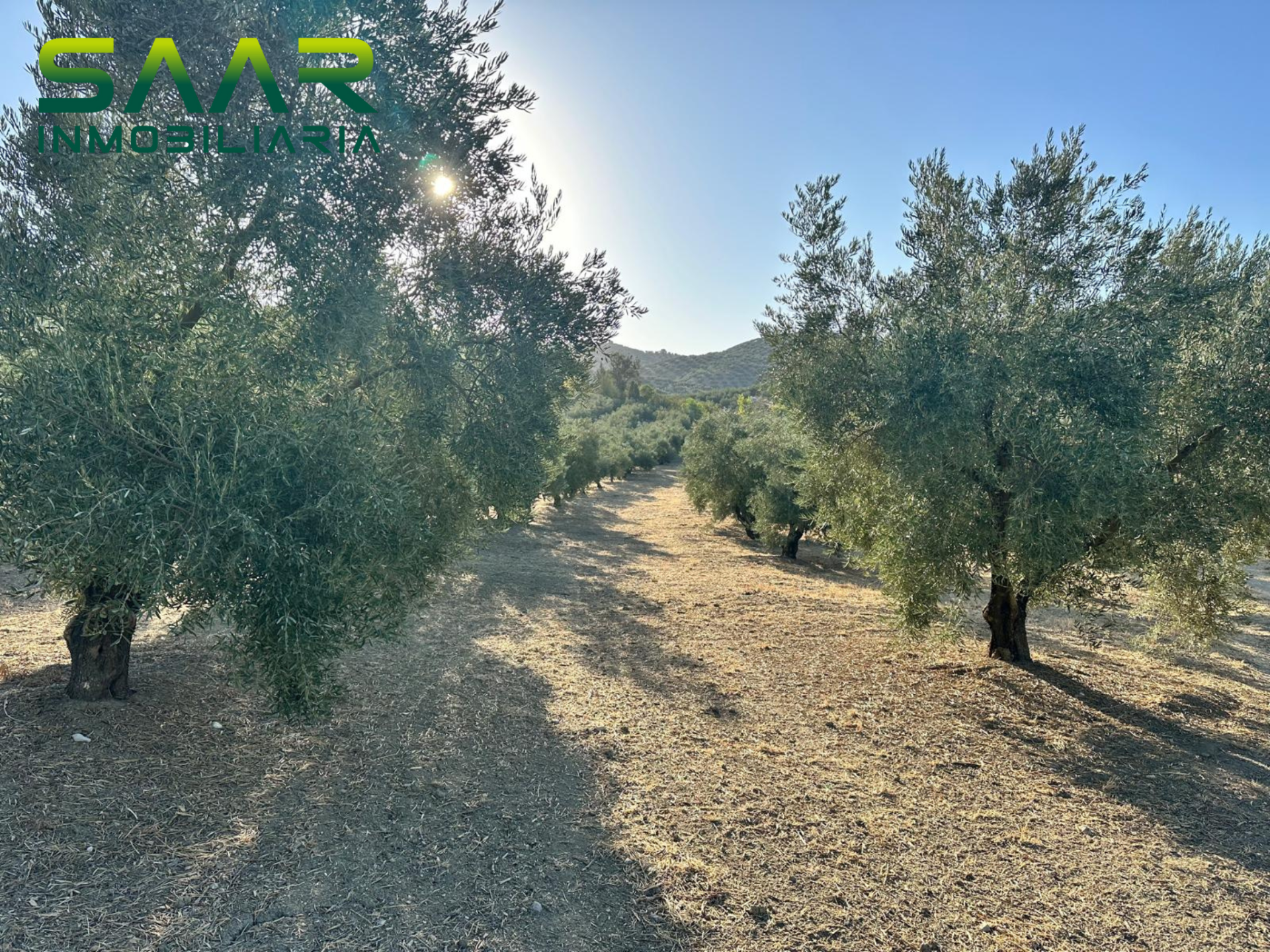 Finca rústica en Algarinejo, venta