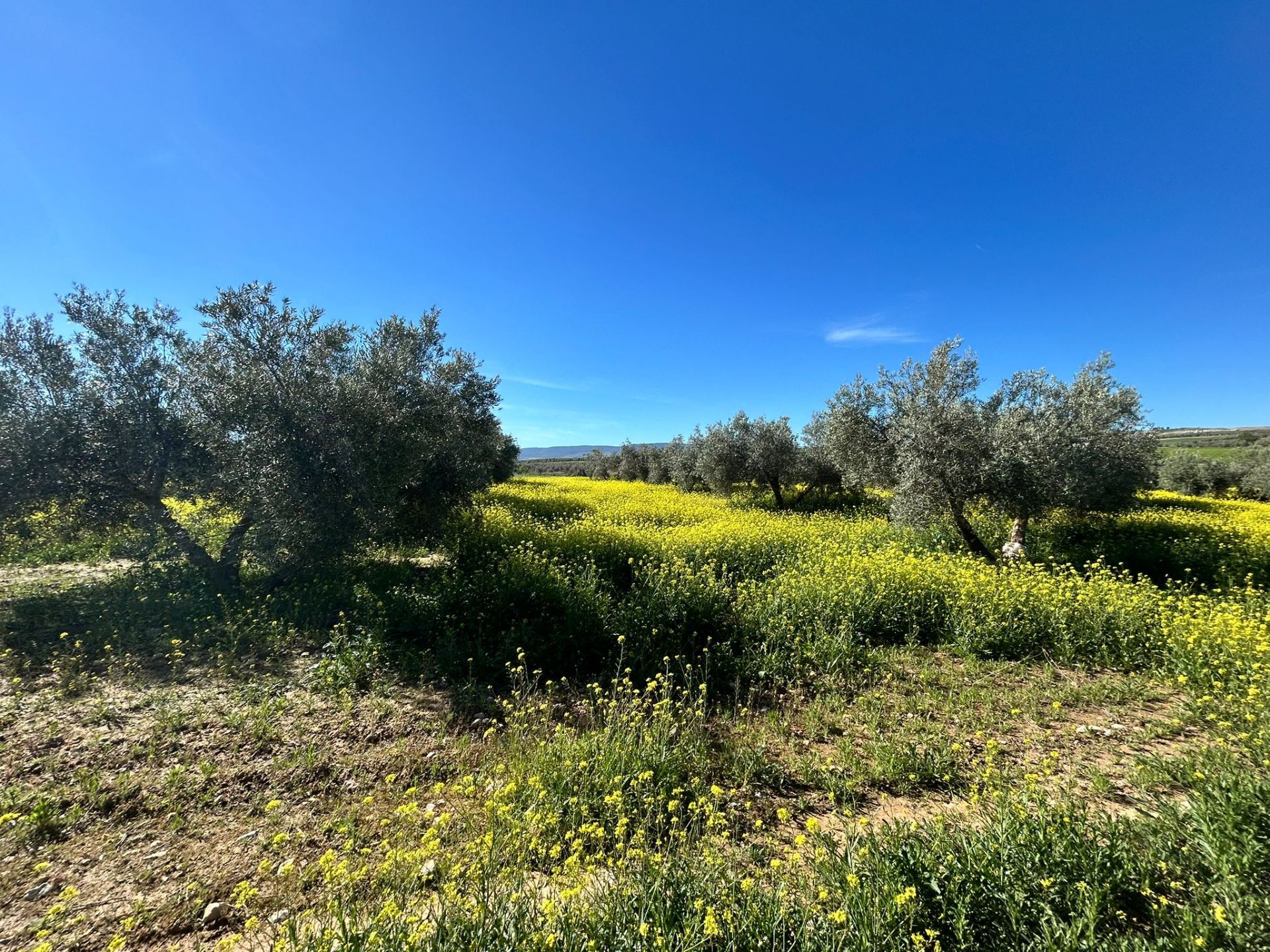 Finca rústica en Chimeneas, venta