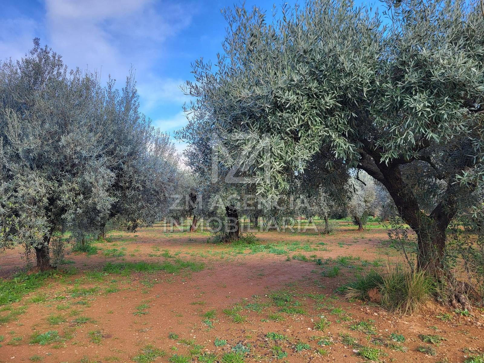 усадьба в Traiguera, продажа