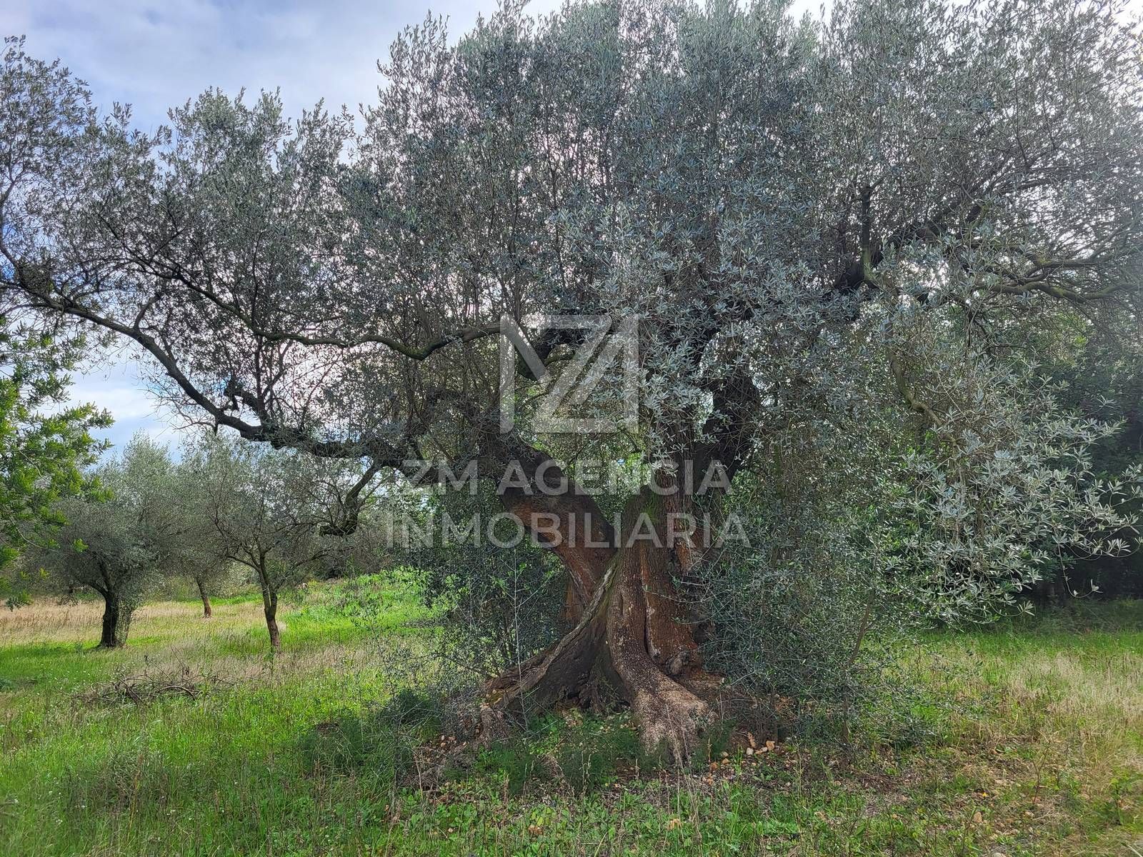 усадьба в Traiguera, продажа