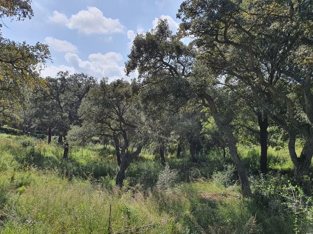 Plot in San Roque, for sale