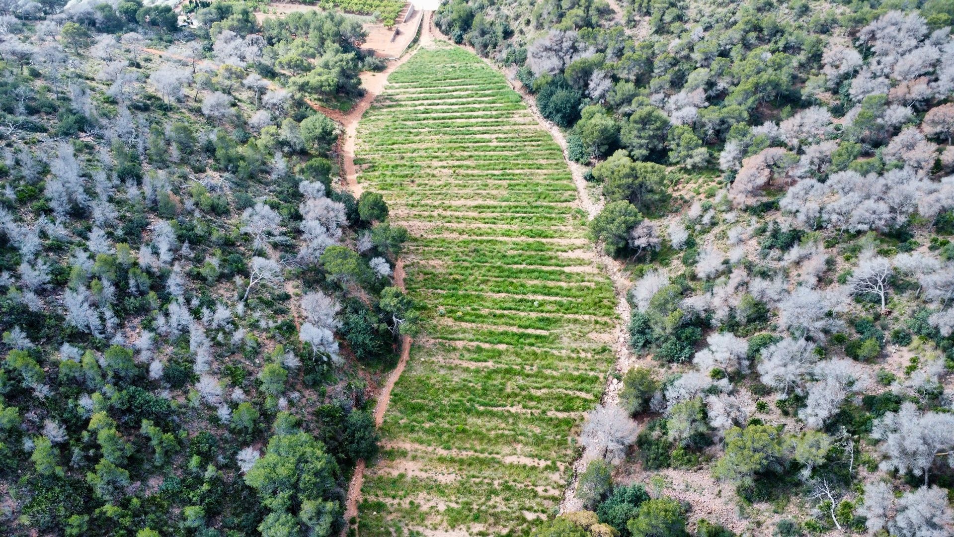 Plot in Sagunto/Sagunt, for sale