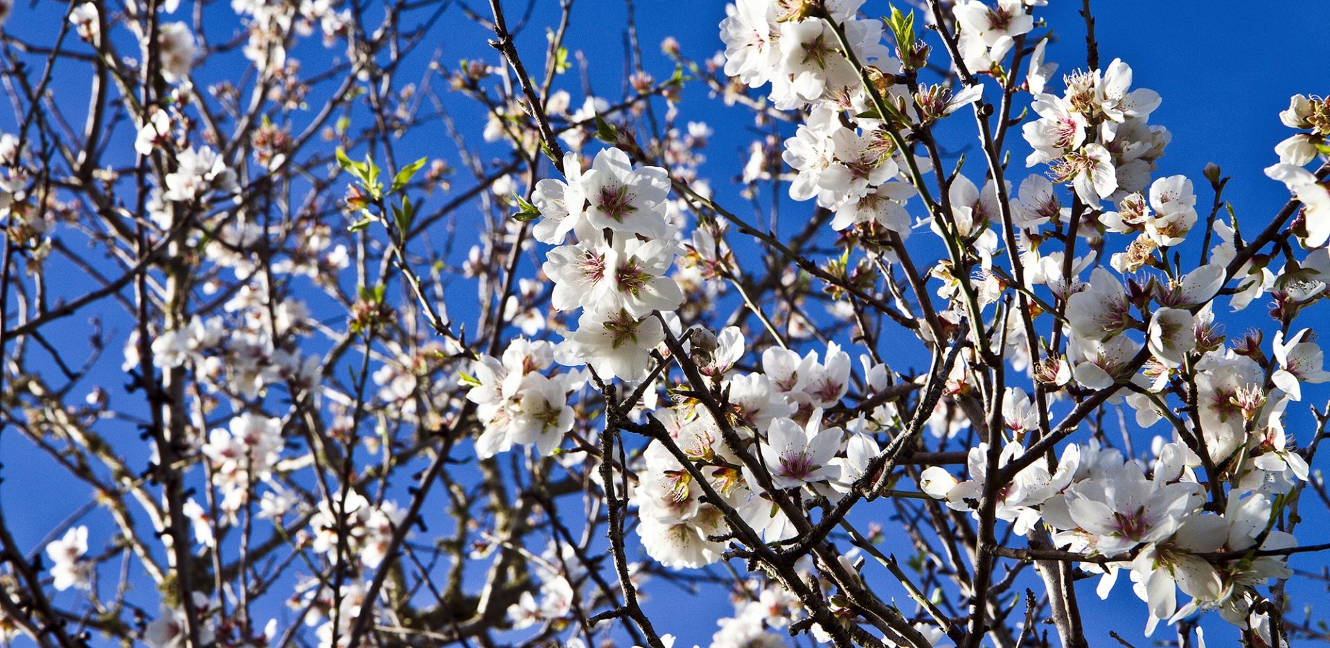 La Flor del Almendro y su Significado