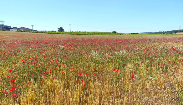 Terreno Olite