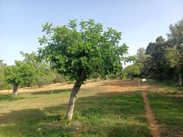 Lote em Felanitx, venda