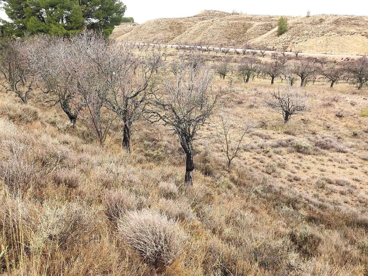 Finca rústica en Maluenda, venta