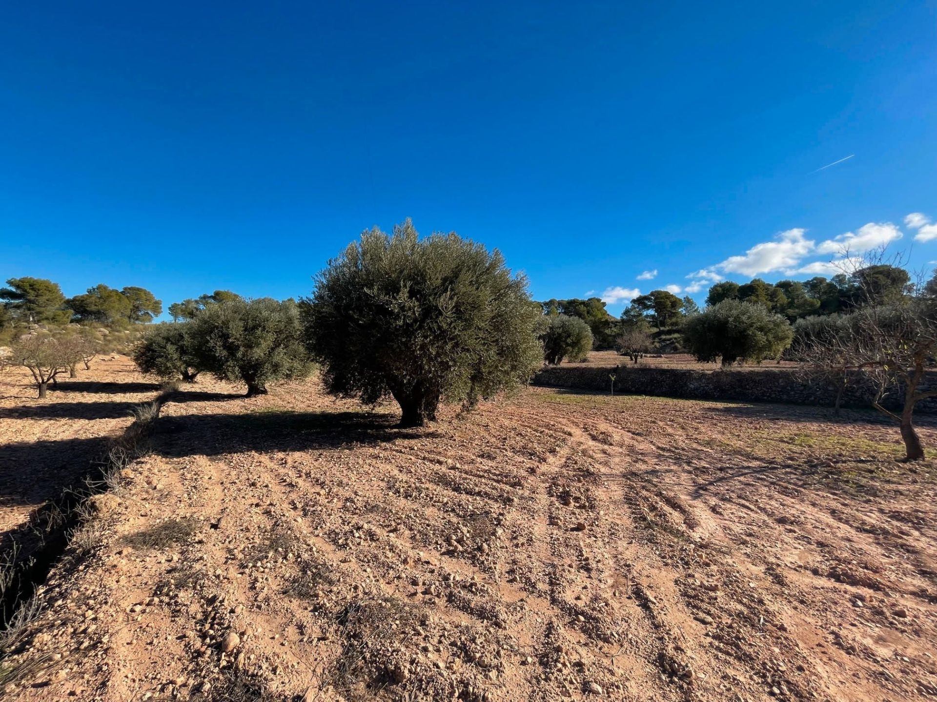 Countryside property in Jumilla, for sale