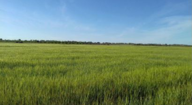 Finca rústica en Puebla de Almoradiel, La, venta