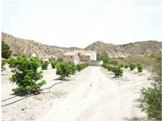 Finca rústica a Ricote, en venda