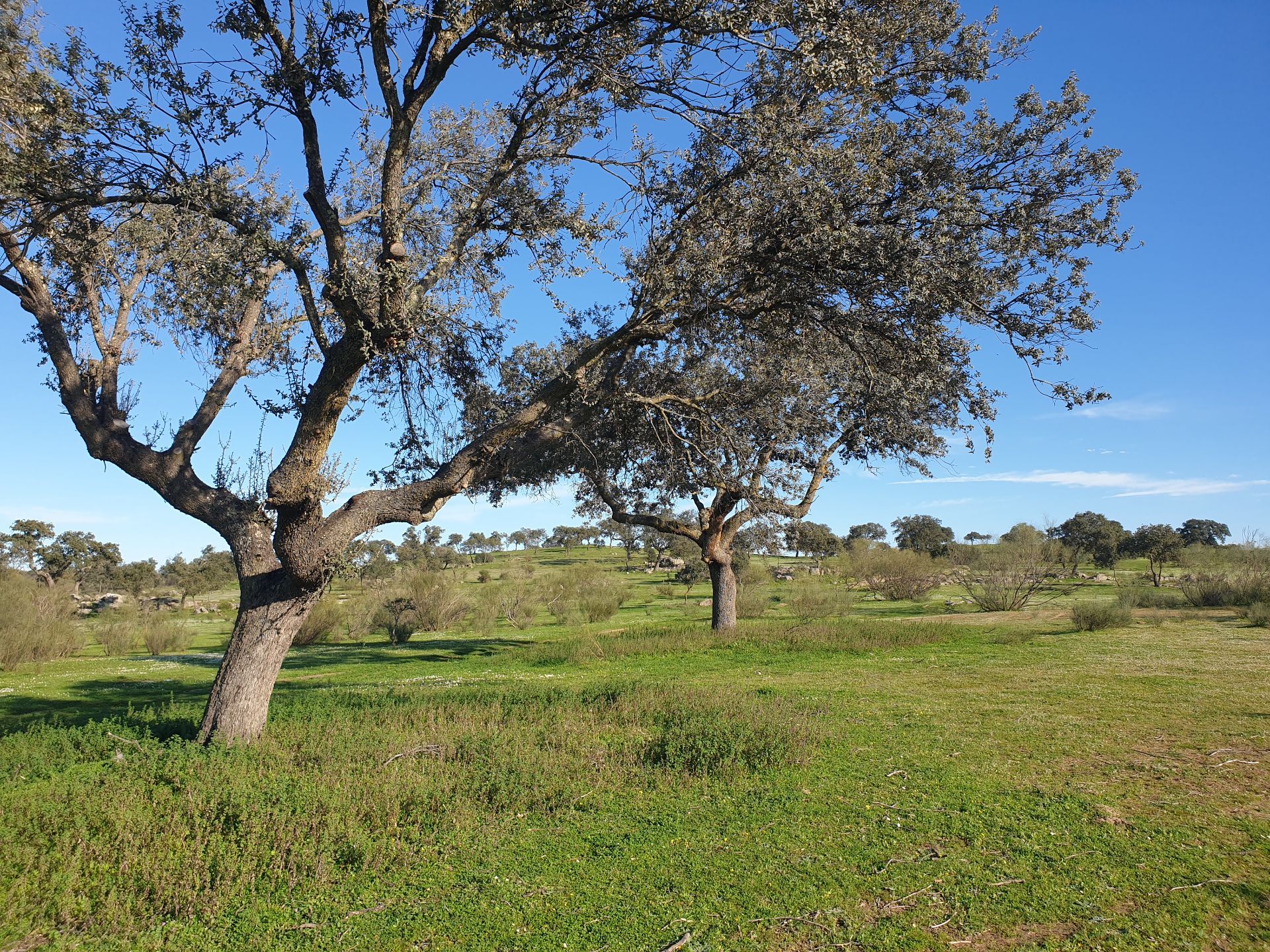 Terreno agricoli in La Haba, vendita