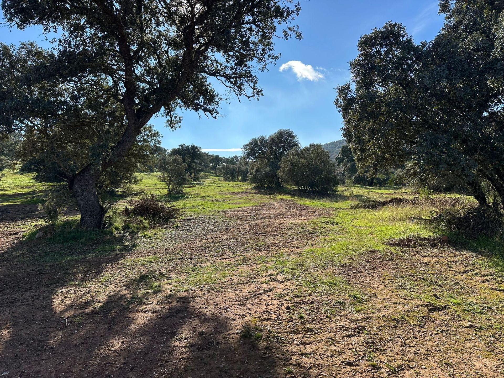 Terreno agricoli in Zalamea de la Serena, vendita