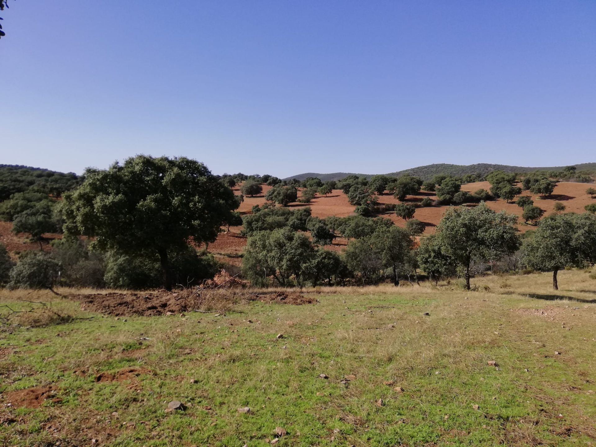 Finca rústica en La Haba, venta