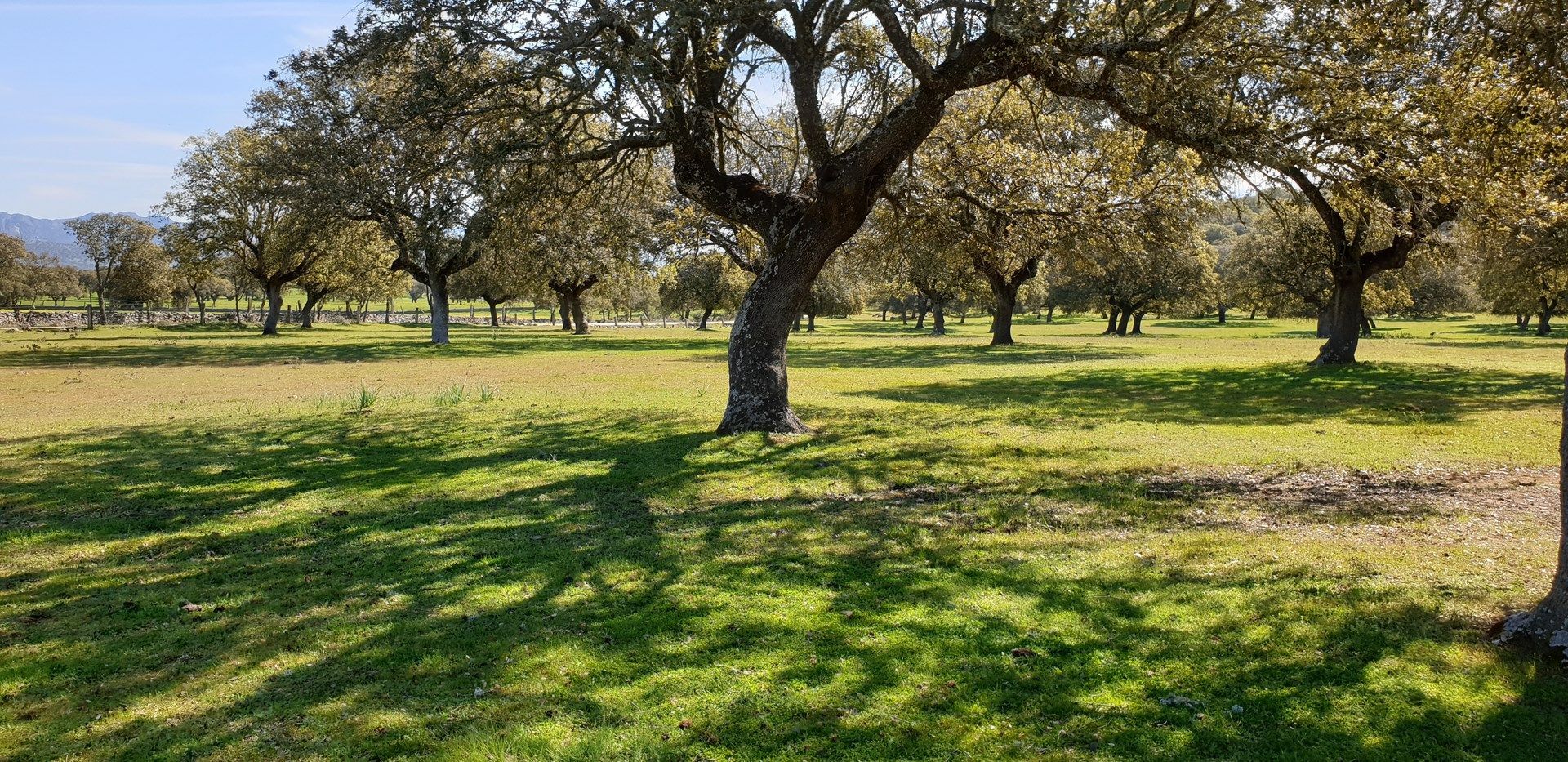 Finca rústica en Villanueva de la Serena, venta