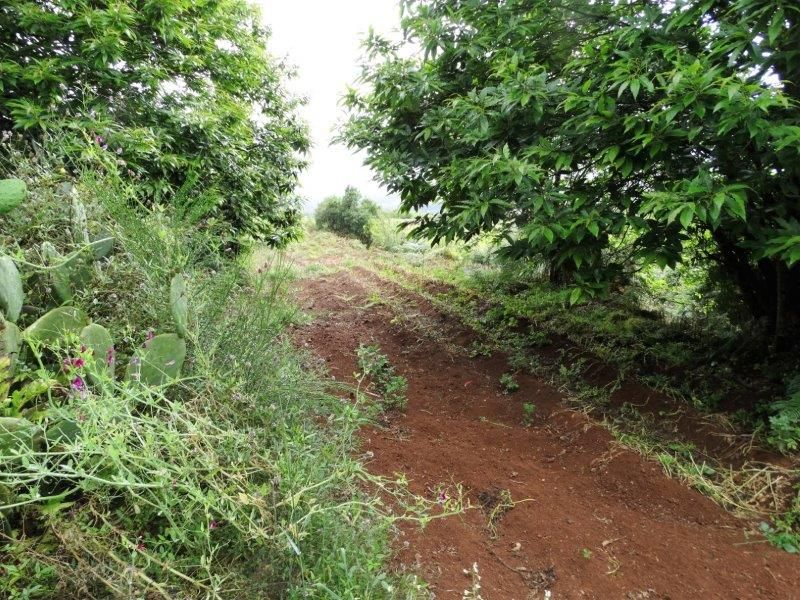 Landejendom i El Rosario, La Esperanza, salg