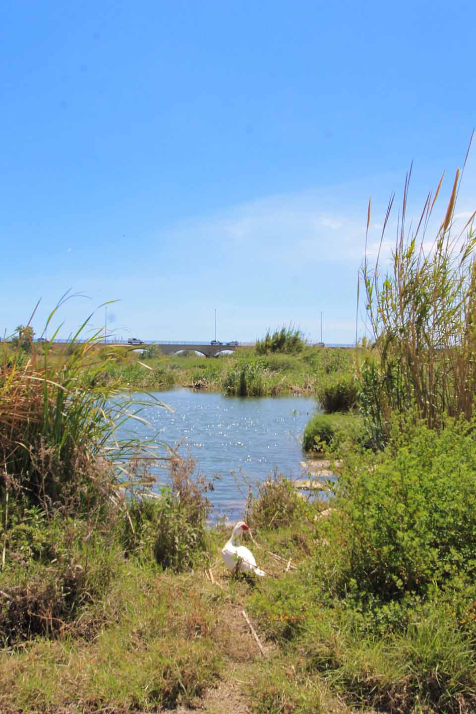 Descubriendo Altea: El río Algar