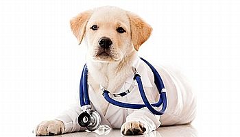 pet-insurance-tenerife