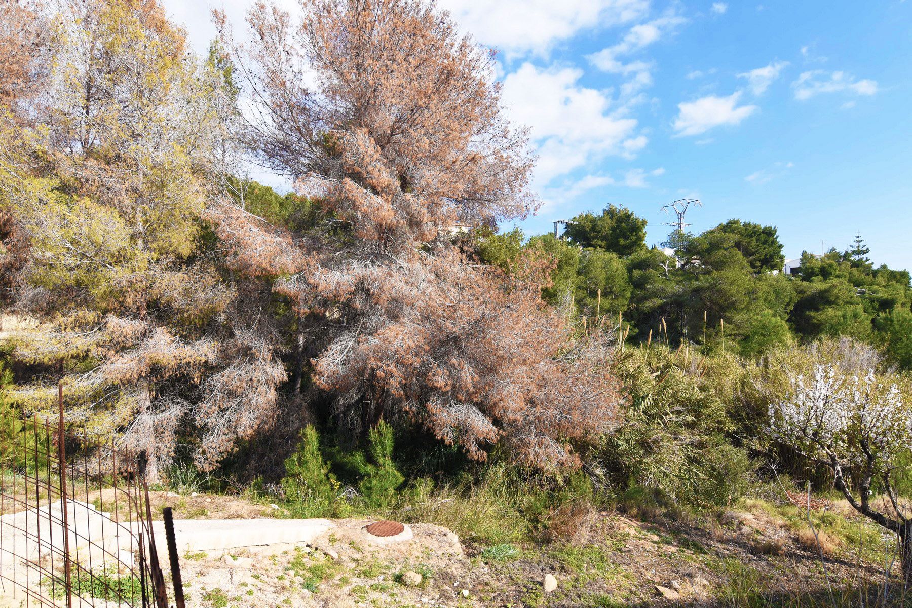 Venta. Parcela/Terreno en Benissa