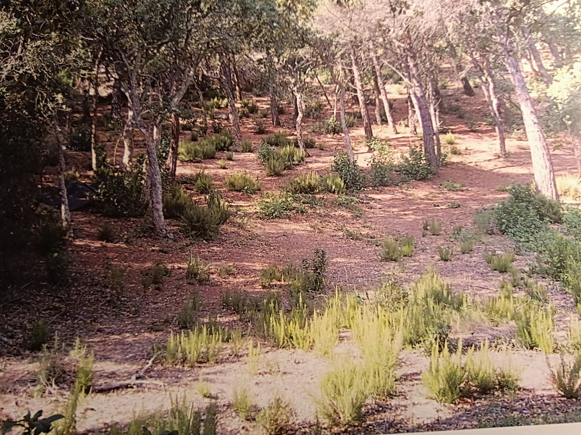 Parcela en Lloret de Mar, SERRA BRAVA, venta