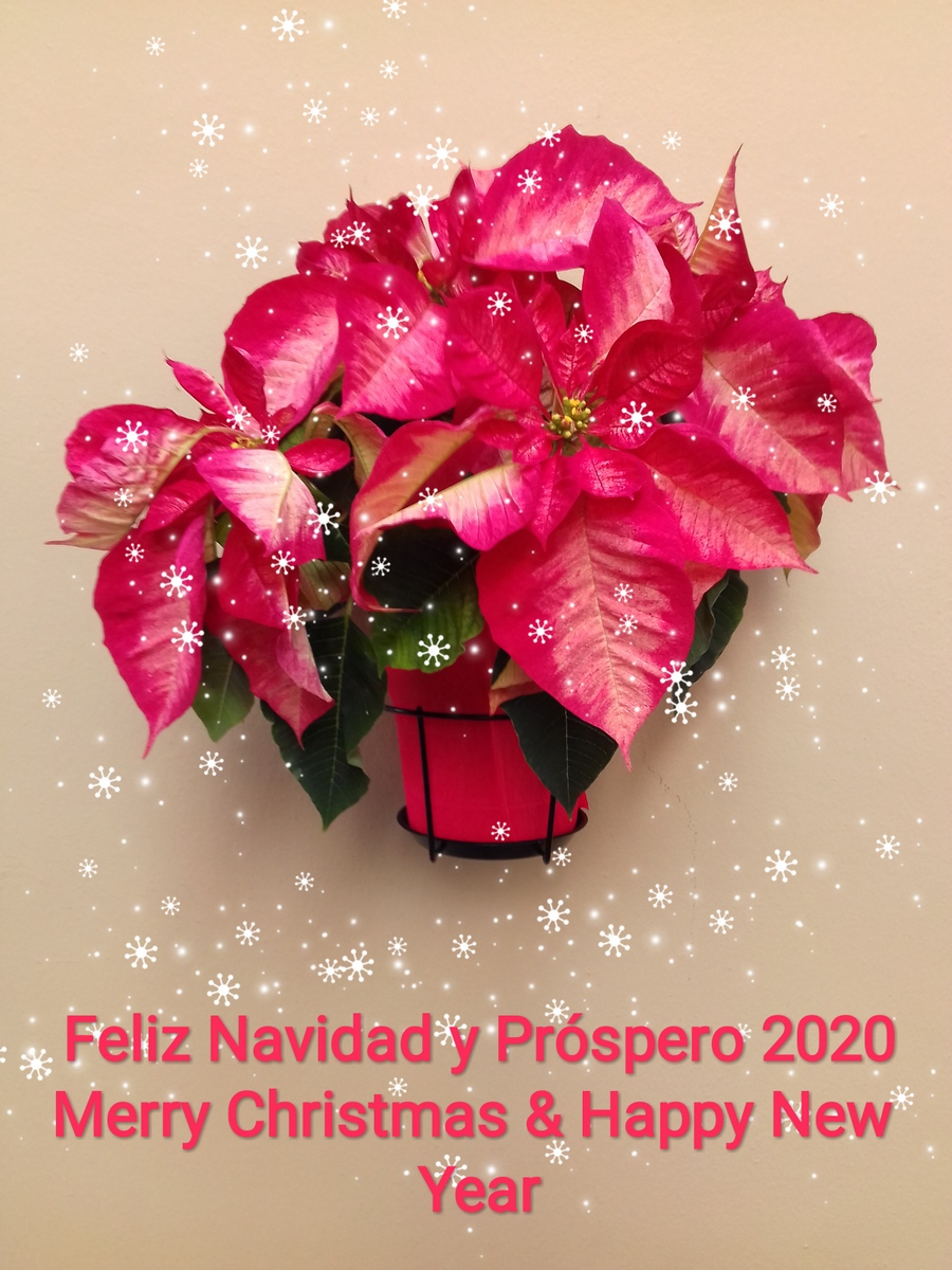 Ya llega la Navidad...