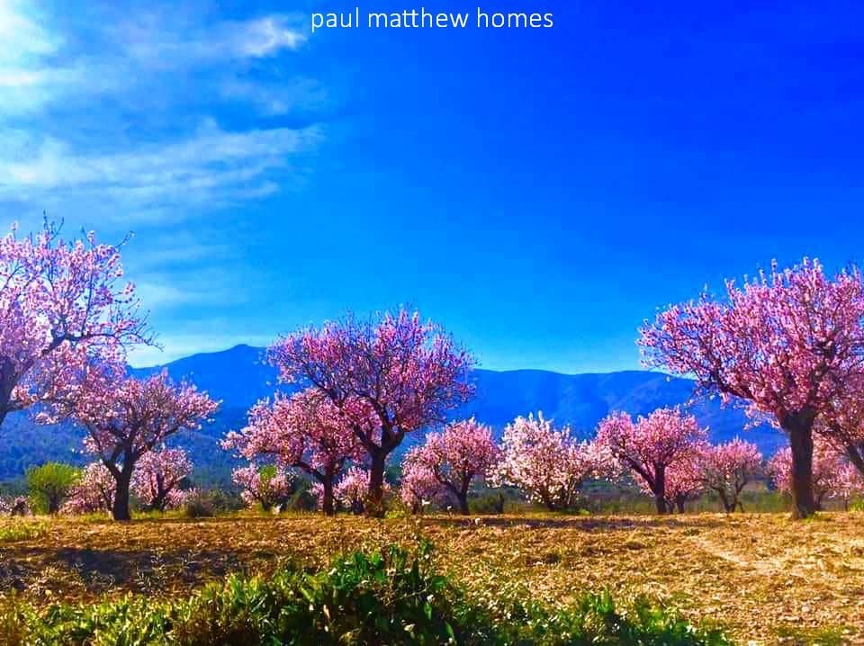 almond blossom trees near denia