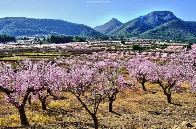 almendros con flor en denia almendros con flor en denia