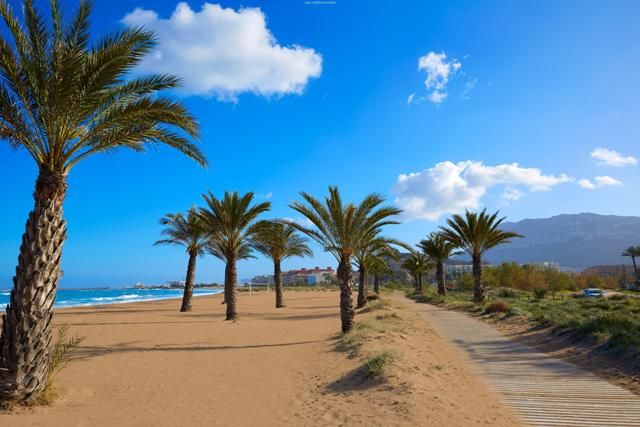 palmiers sur la plage de denia palmiers sur la plage de denia