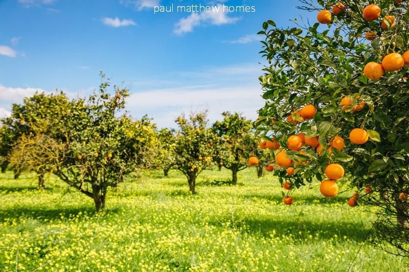 Campo de Naranjas en denia