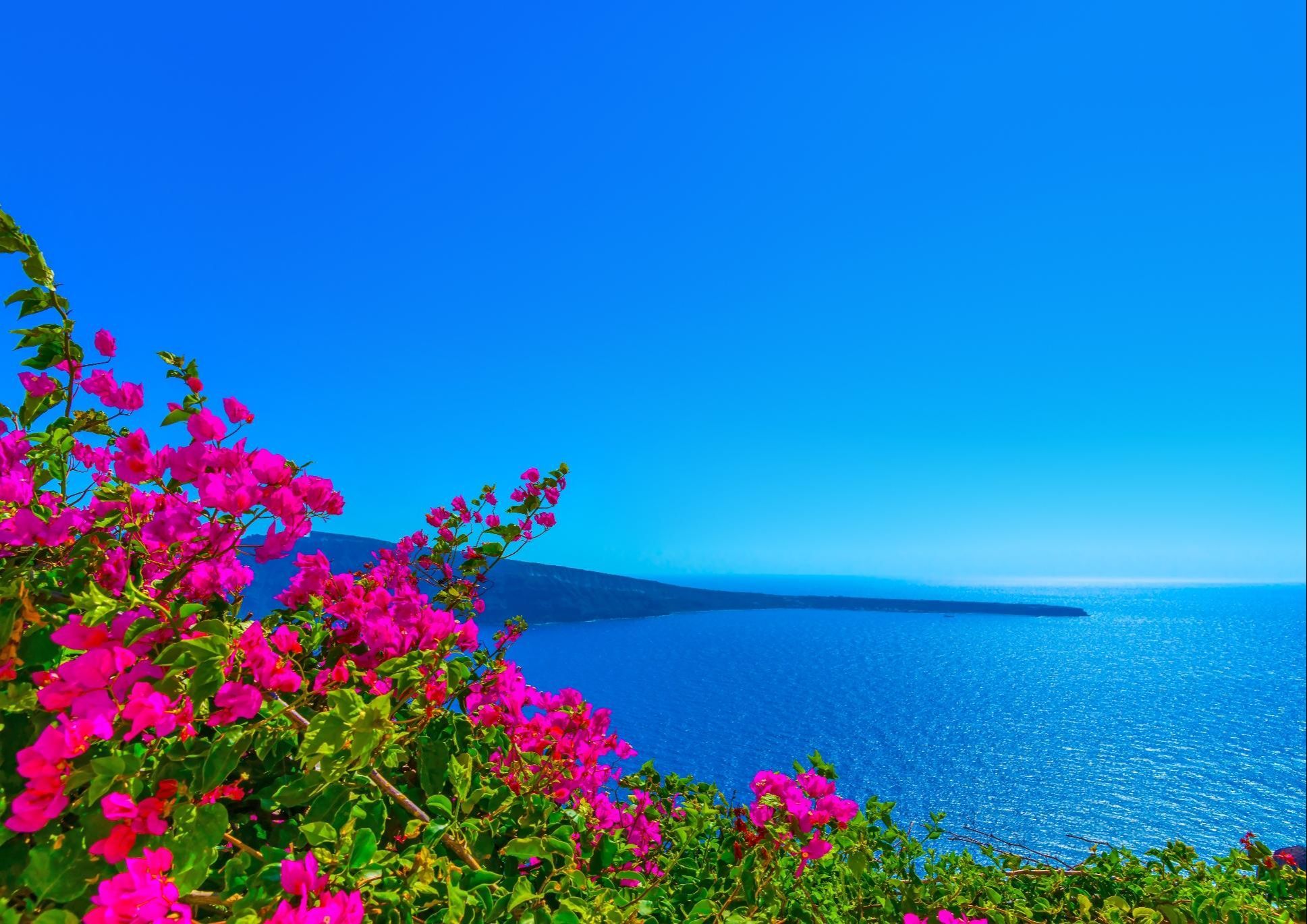 Яркие цветы на море. Санторини Греция бугенвиллия. Греция бугенвиллия море. Бугенвиллия и море на Кипре.