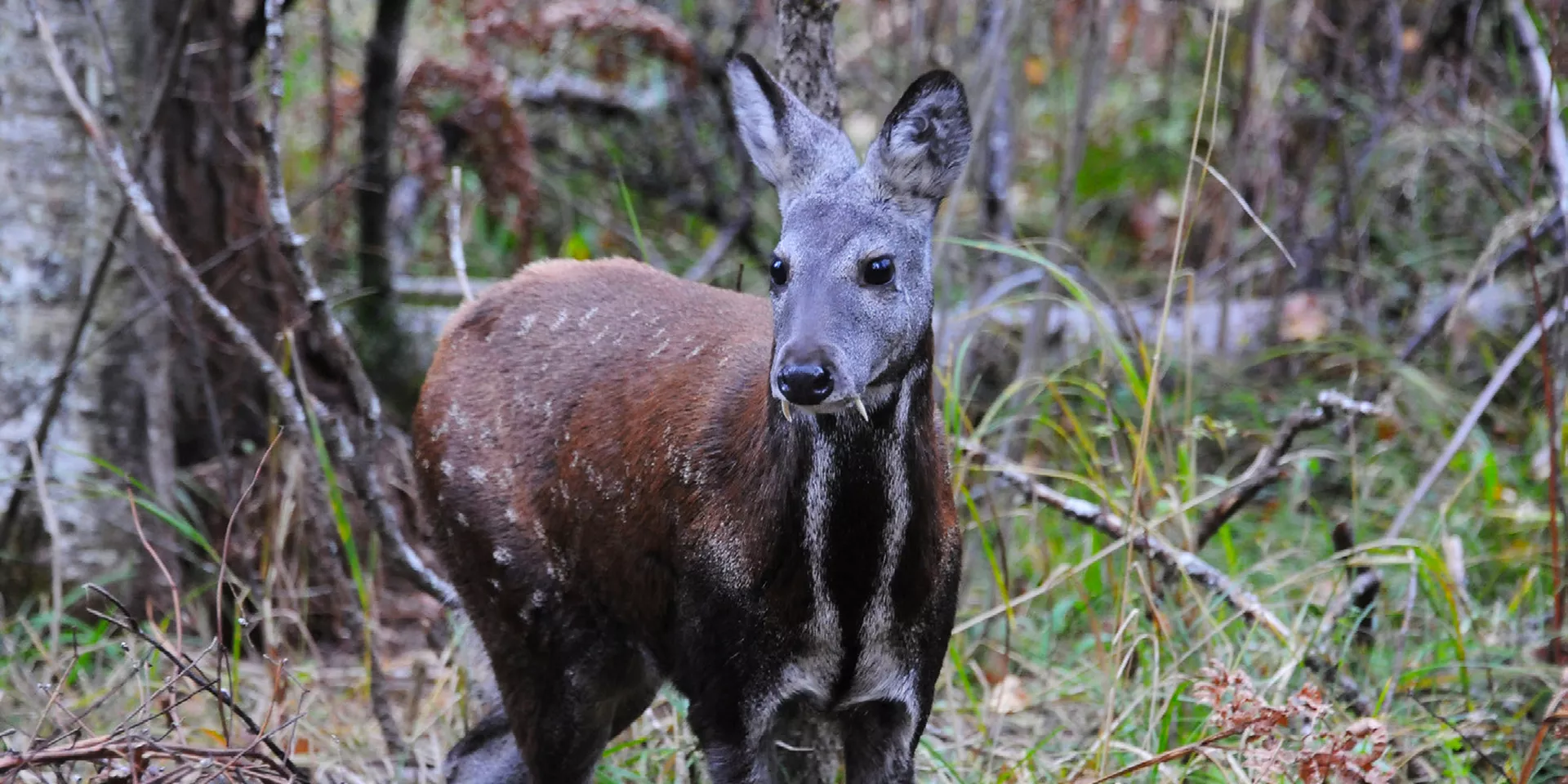 Оленеразводы