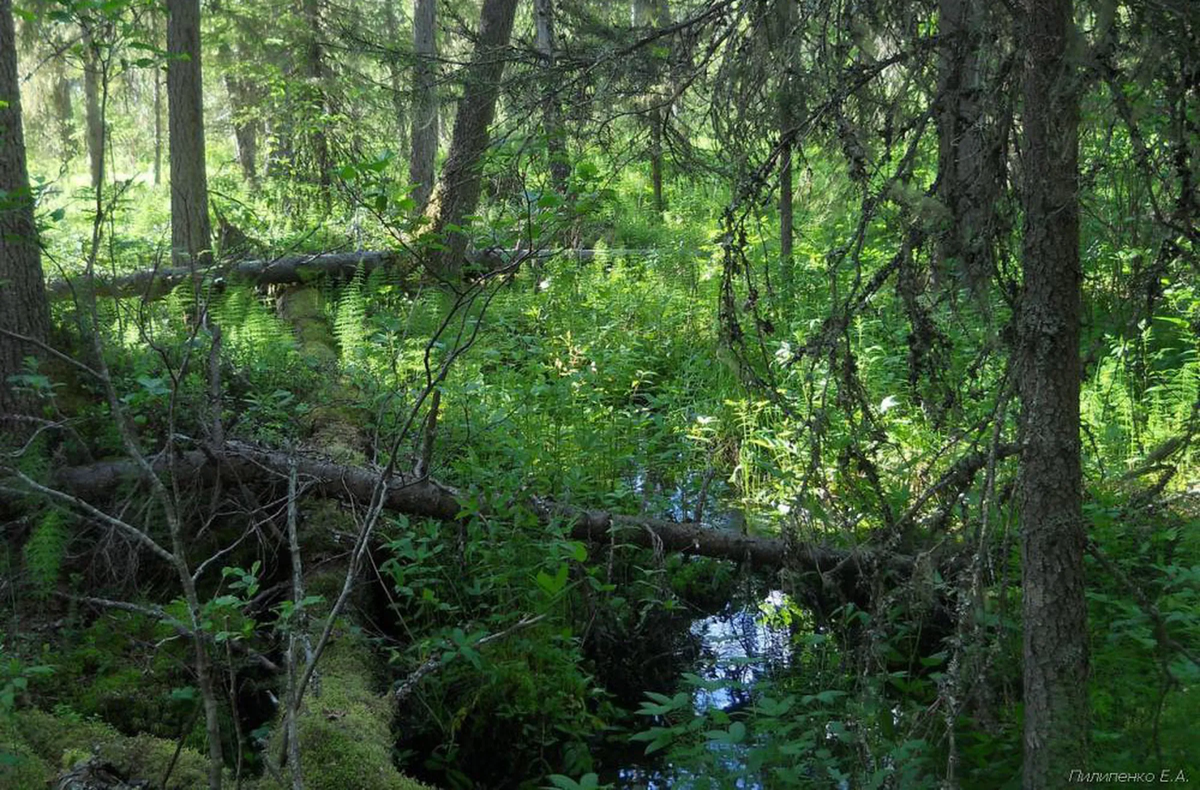 Segezha Group destroys forests that have survived to this day in almost pristine condition