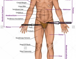 Itching Under Stomach 