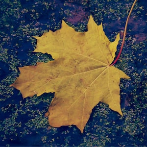 Freerkje van der Bij-Claus