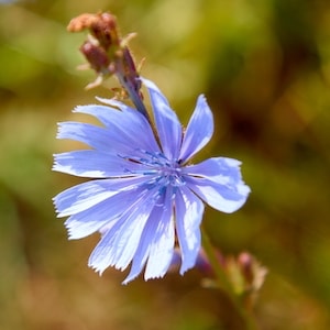 Roelfien (Roelie) Schepers-Elting