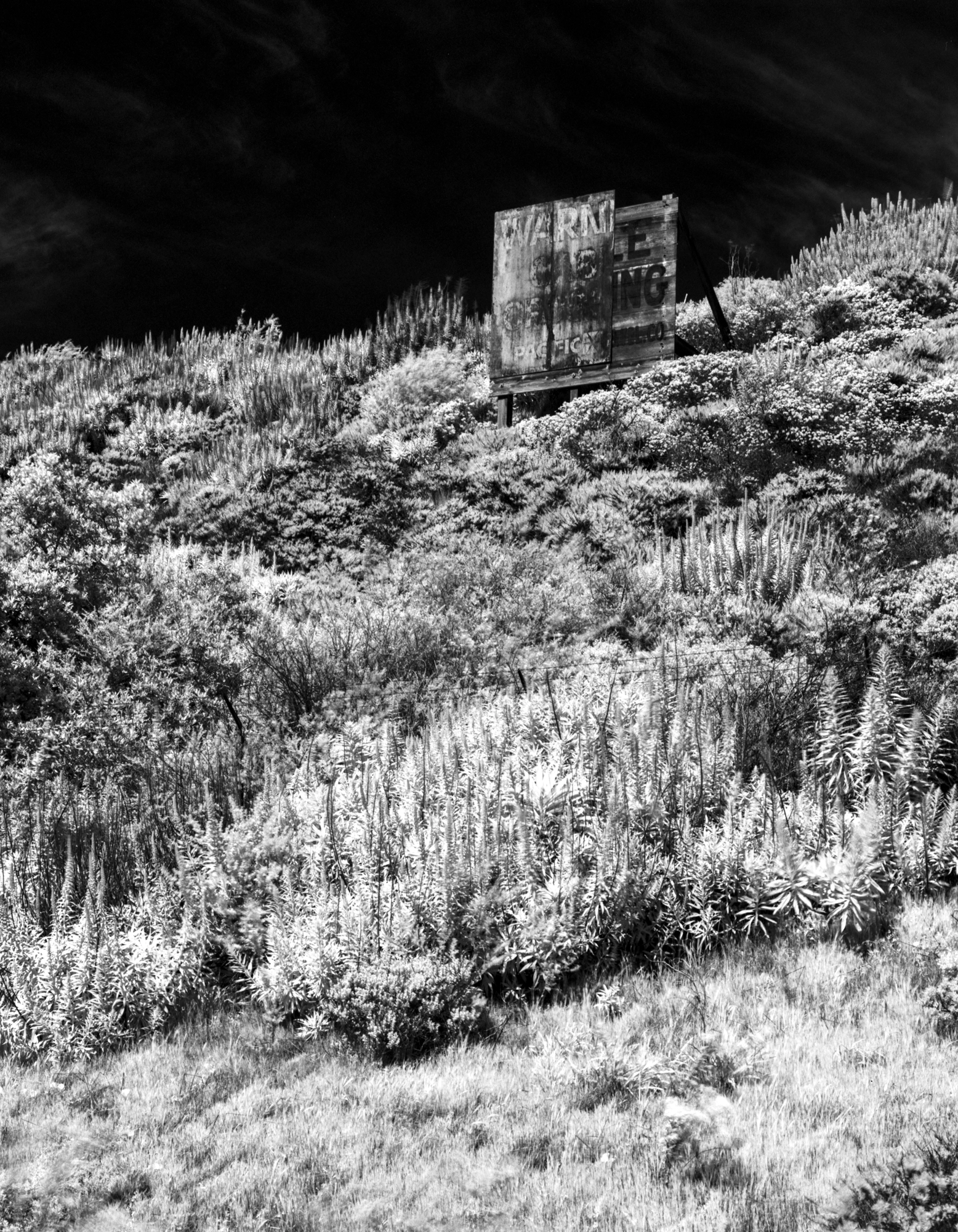 An infrared black-and-white photograph of an partially-fallen warning sign above a hillside covered in salvia.