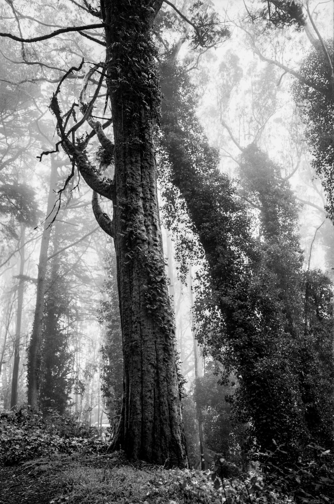 A black-and-white photograph of mossy trees in the fog on Mount Davidson.