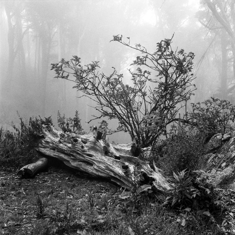 A black-and-white photograph of deadwood in the fog on Mount Davidson.