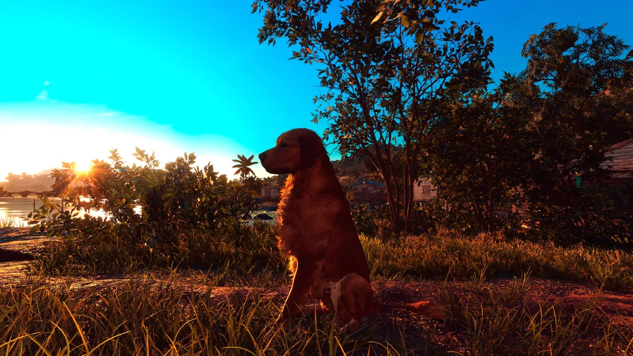 A dog basking in the sun