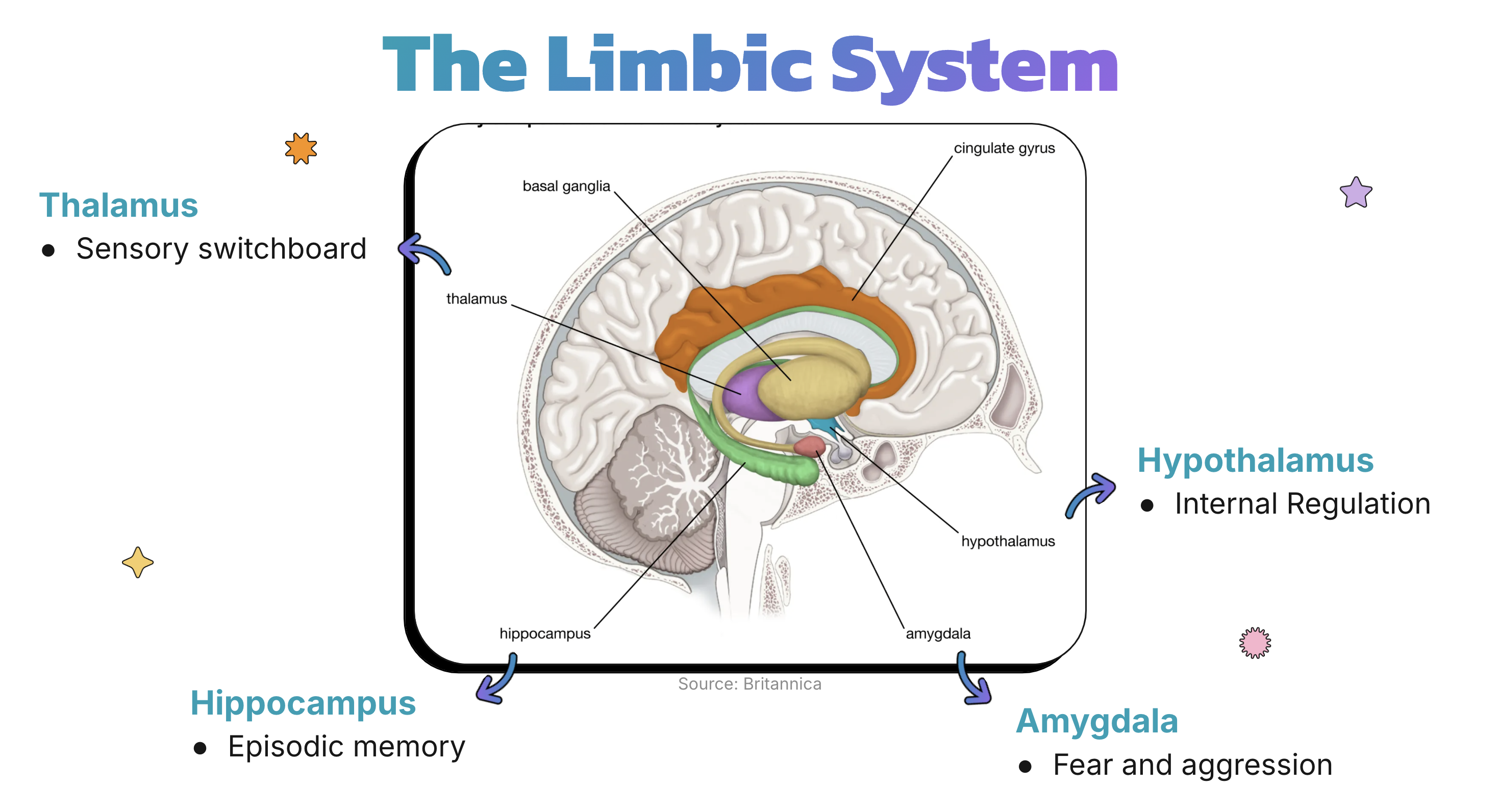 limbic system