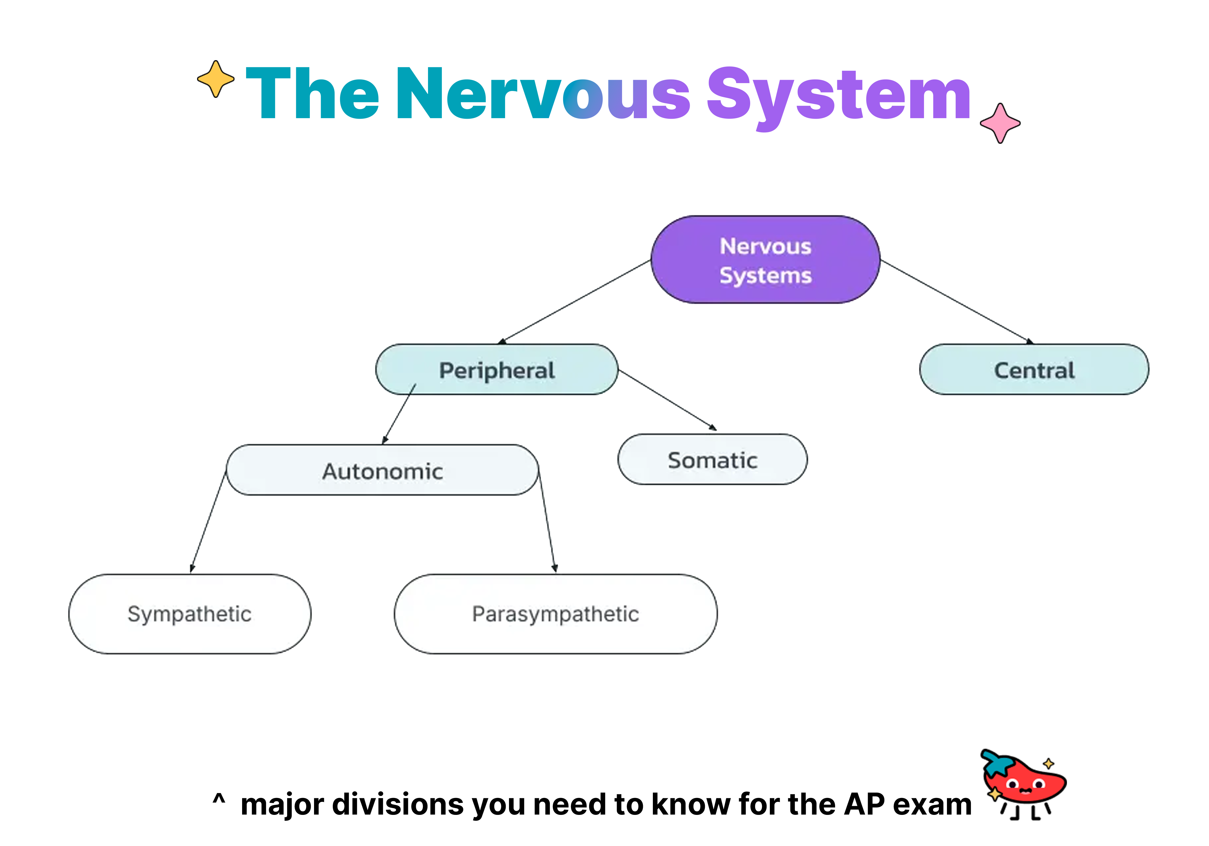 the nervous system
