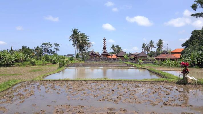 Hindu Temple surrounded by rice paddies