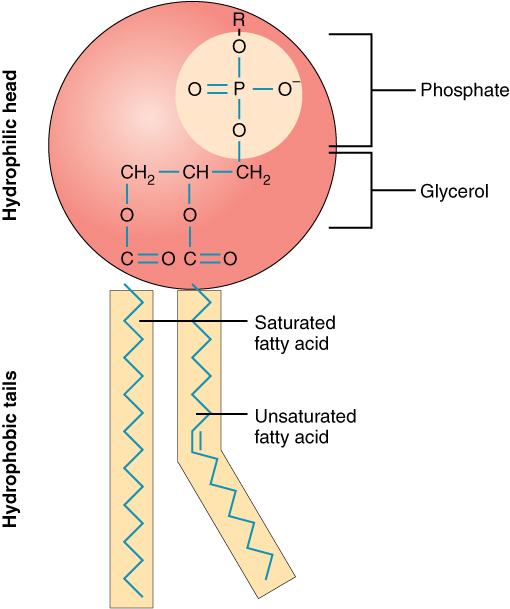 0301_Phospholipid_Structure.jpeg