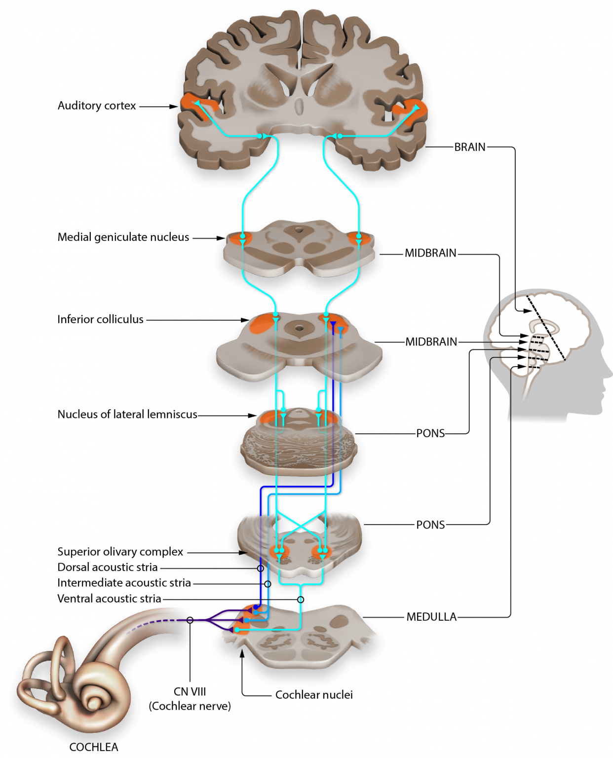 Absolute threshold definition, Auditory Pathways to the Brain – Introduction to Sensation and Perception