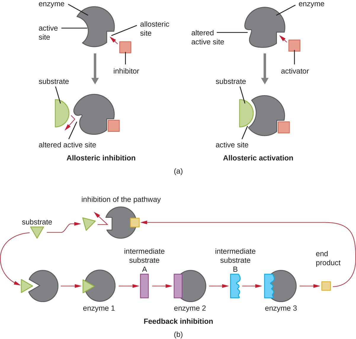 Mechanism and Characteristics, Energy, Matter, and Enzymes | Microbiology